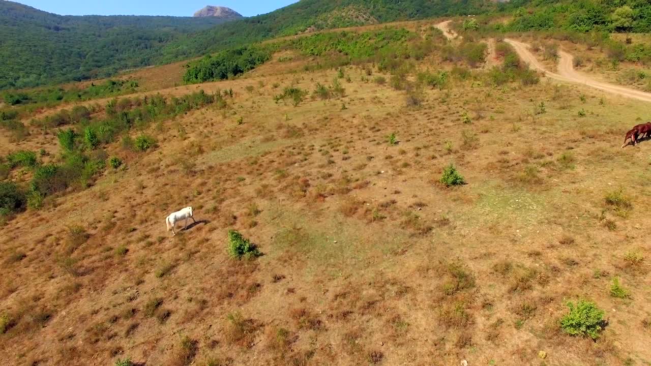 vista aérea. caballos pastando en el prado cerca del bosque de montaña