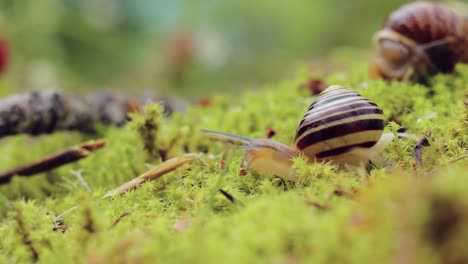 el caracol se arrastra lentamente sobre el musgo verde