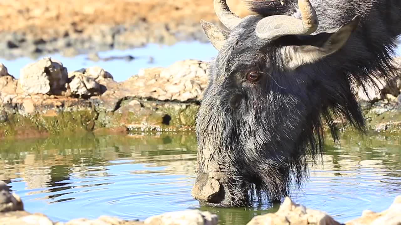 진흙으로 뒤덮인 누우가 물을 마시다가 겁에 질려 클로즈업