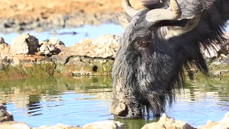 mud caked wildebeest gets spooked while drinking water, close up