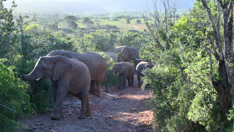 Afrikanische-Elefantenherde,-Die-Im-Wald-In-Richtung-Kamera-Läuft,-Von-Hinten-Beleuchtet