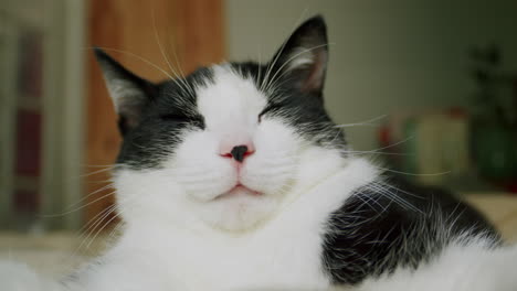 gato gracioso y lindo durmiendo en la cama con cara y patas