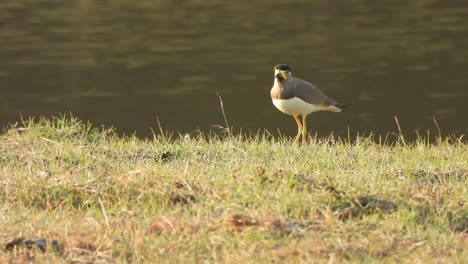 yellow wattled lapwing in edge of the land - pond