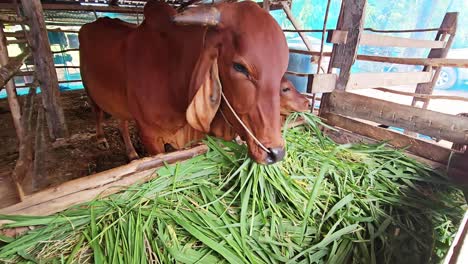 Los-Agricultores-Alimentan-Al-Ganado,-Alimentando-El-Día-Con-Abundante-Pasto