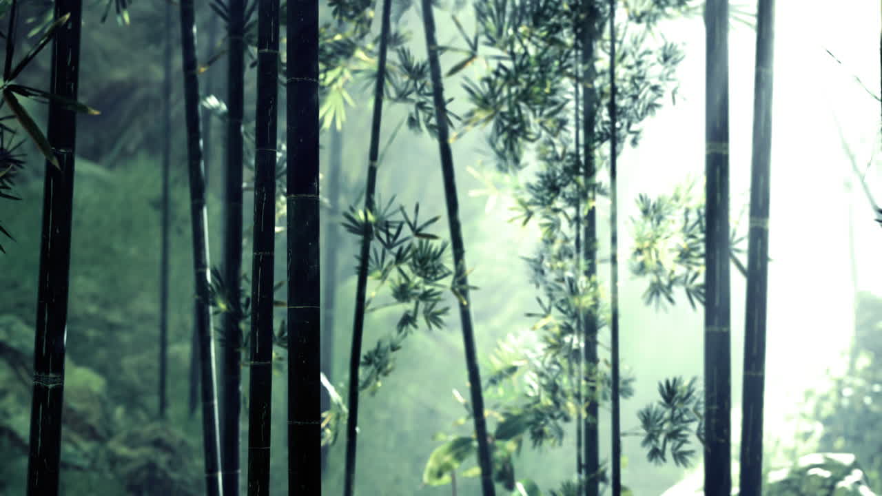 Bamboo grove bathed in soft sunlight creates a tranquil escape in nature