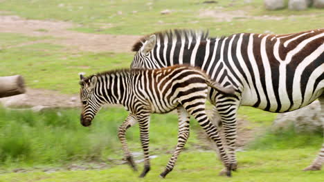 a young happy baby zebra walks gracefully with her mother on the grass to have a drink by the water on a hot summers day in slowmotion