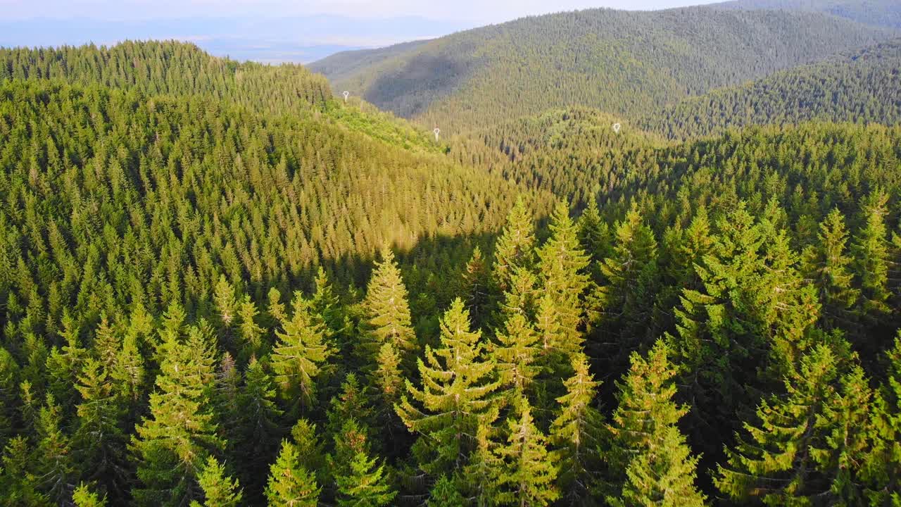 Sovata mountains and firs at sunset. Aerial drone shot. Bird view