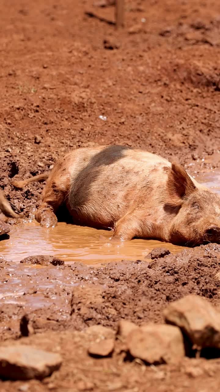 돼지는 진 웅이에서 행복하게 굴러다닙니다.