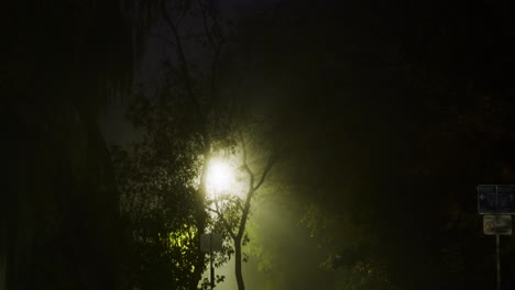 poste de luz espeluznante escondido en los árboles de sauce llorando iluminando un sendero para caminar