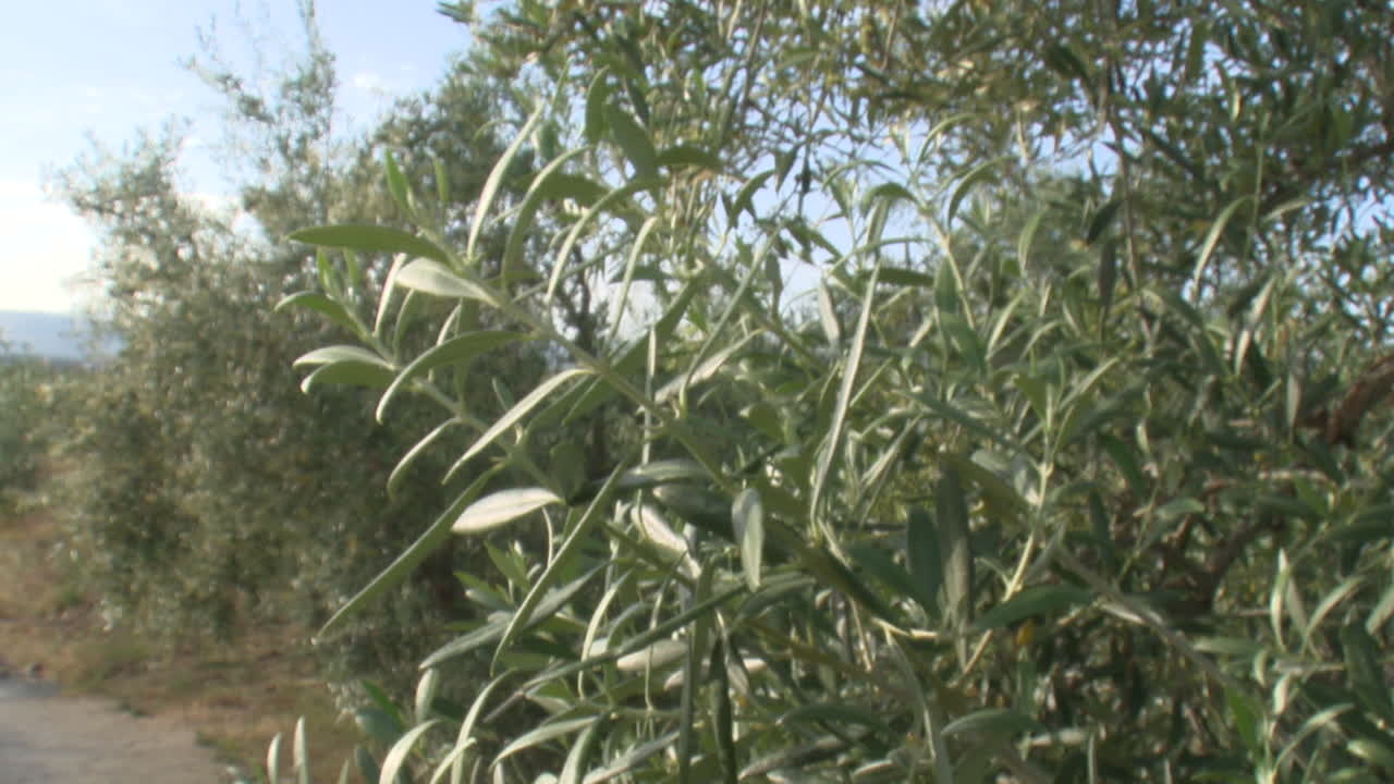 Olive Trees in a Grove