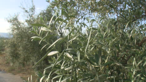 olive trees in a grove