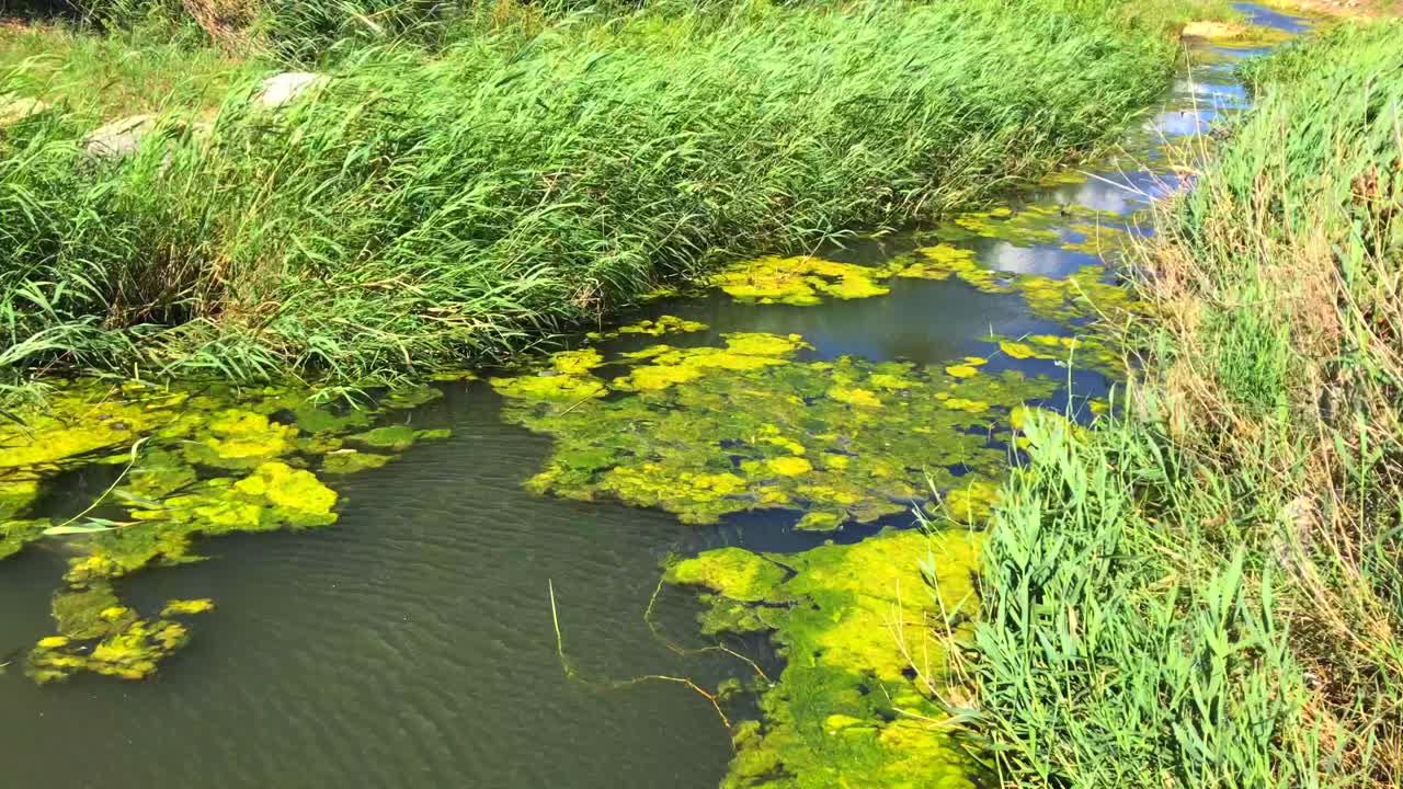 hierba de pantano verde brillante en un día muy ventoso, lago estanque con musgo en marbella españa