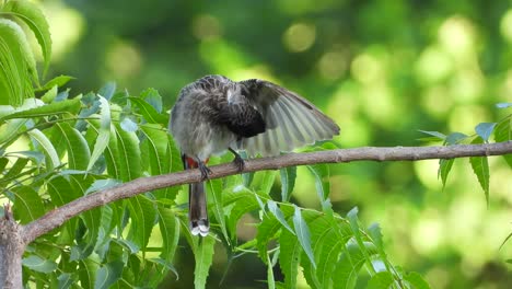 Bulbul-De-Ventilación-Roja-En-Video-De-árbol-Mp4-4k