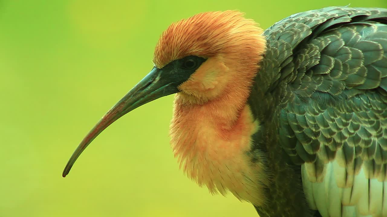 elegancia tranquila: el colorido ibis de cuello ancho