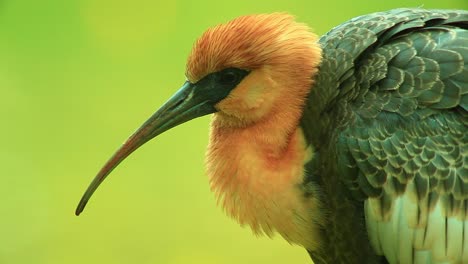 Elegancia-Tranquila:-El-Colorido-Ibis-De-Cuello-Buff