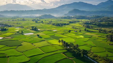 aerial view of lush green rice terraces