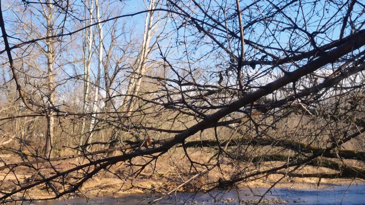 Top of trees panning down to creek with strong current