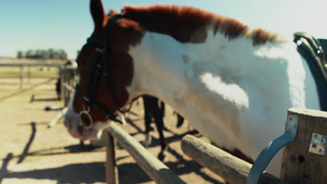 Horse-standing-in-the-ranch-on-a-sunny-day-4k