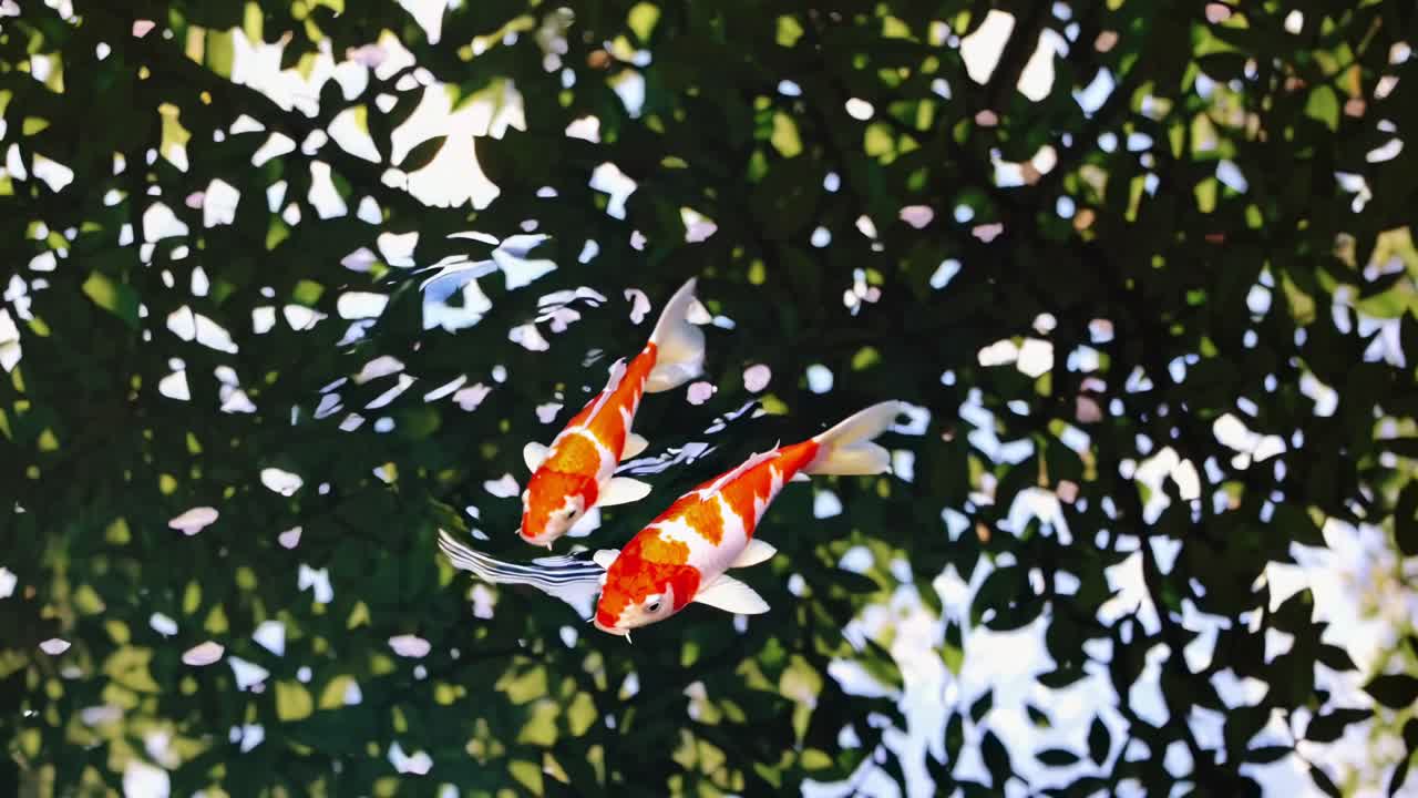Top-down video view of vibrant koi fish swimming in a pond, surrounded by rippling water