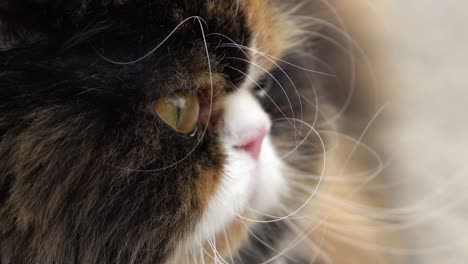 persian cat eye looking