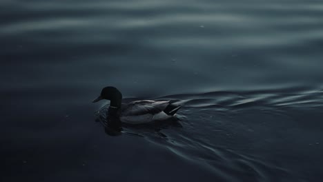 pato real nadando en las tranquilas aguas del lago de las naciones en quebec, canadá al atardecer