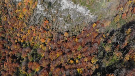 Antena:-Toma-Cenital-De-Un-Bosque-Otoñal-Con-árboles-De-Colores-Amarillentos,-Montañas-Circundantes-Y-La-Cordillera-De-Los-Pirineos-Al-Fondo