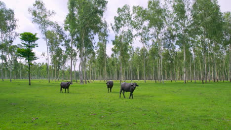 Drone-shot-of-buffalos-grazing-and-looking-at-the-drone-strangely