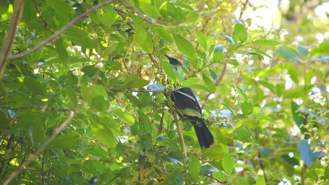 Close up of a Tui eating berries from the branches of a Ngaio tree before flying towards the camera