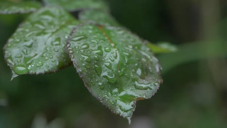 macro shot of rain drops on rose leaf in slowmotion