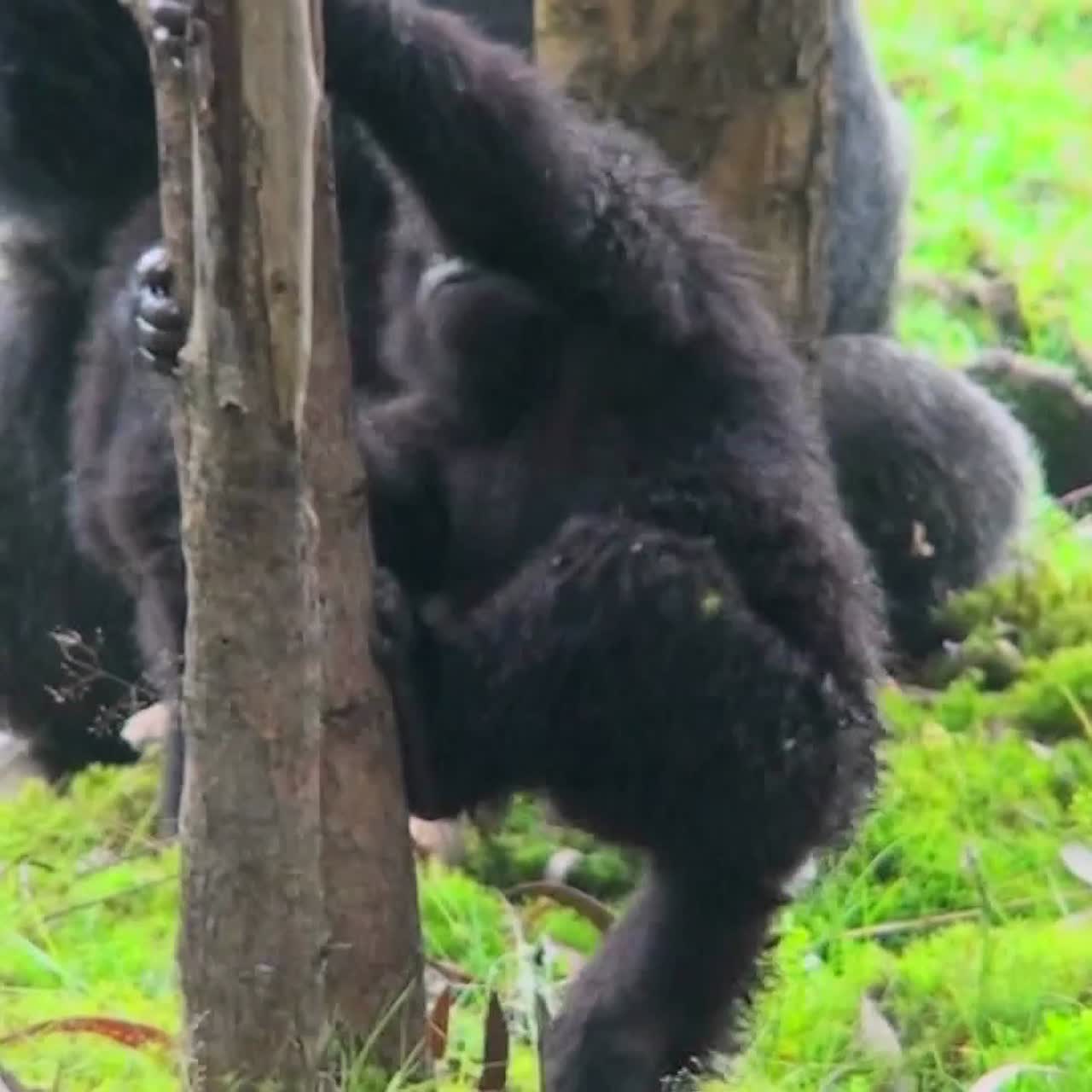 Un cucciolo di gorilla di montagna si arrampica su un albero di eucalipto in Ruanda