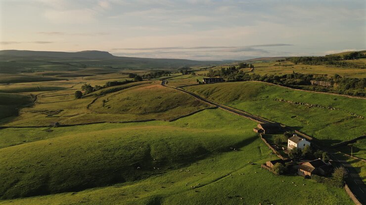 Establishing Drone Shot Over Fields of Sheep and Farmhouse in Yorkshire Dales at Golden Hour