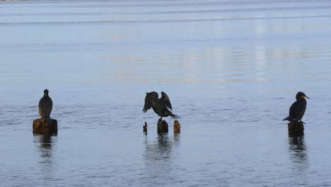 cormorants stand on the wooden poles and dry their feathers