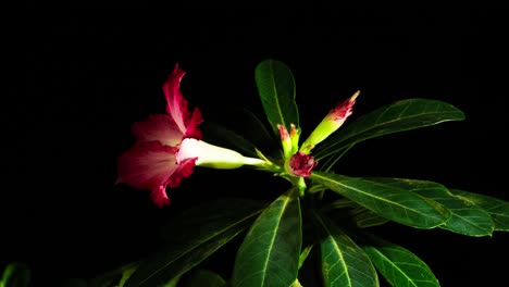 rosa del desierto floreciente, adenium obesum, lapso de tiempo con control de movimiento rotacional como flores de plantas con flores rojas rosas vívidas