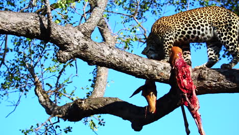 joven leopardo macho mueve el cadáver también a otro lugar en un árbol en el desierto africano