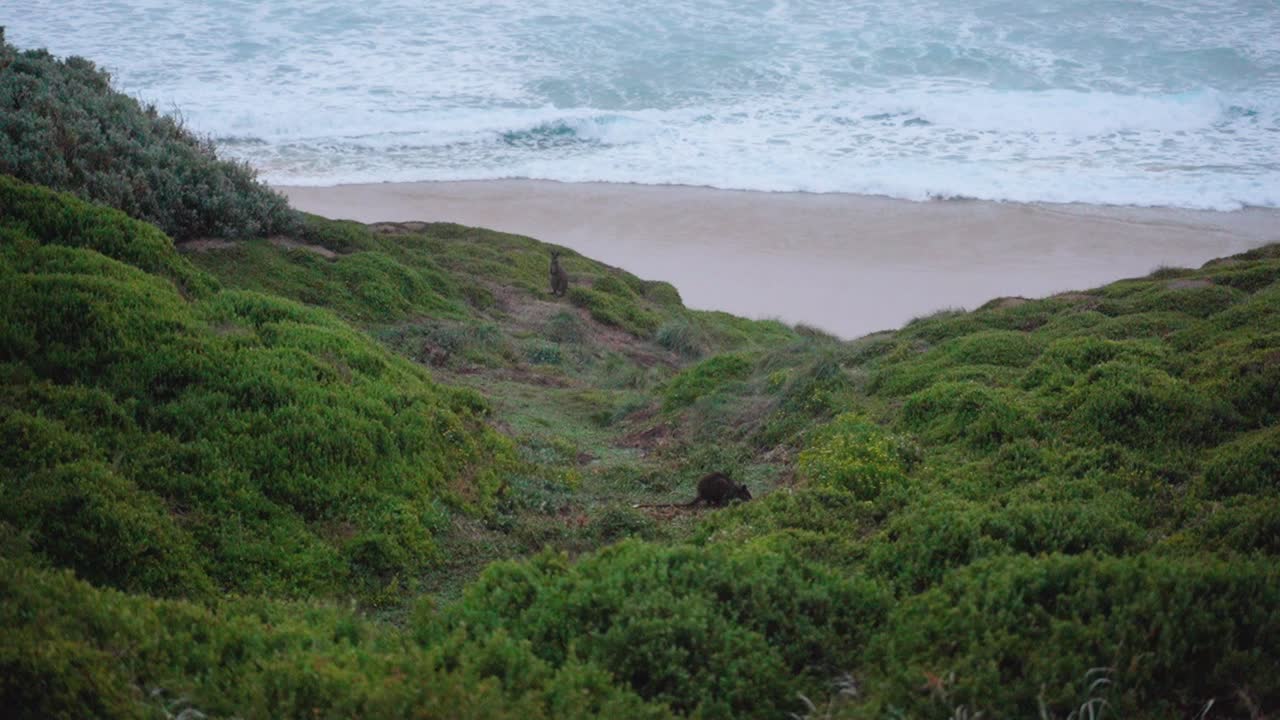 Wallabies feeding on greenery by the ocean in Australia's Wilsons Promontory National Park