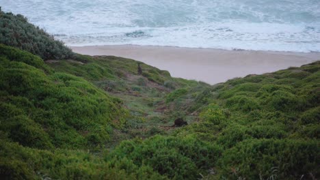 Wallabies-feeding-on-greenery-by-the-ocean-in-Australia's-Wilsons-Promontory-National-Park