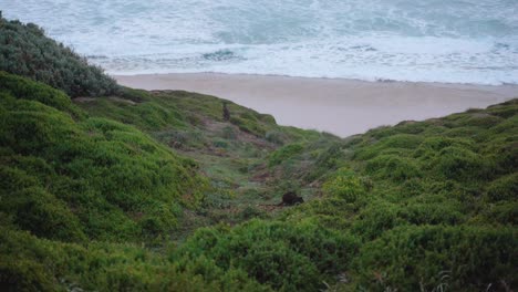 Wallabys-Ernähren-Sich-Vom-Grün-Am-Meer-Im-Australischen-Wilsons-Promontory-Nationalpark