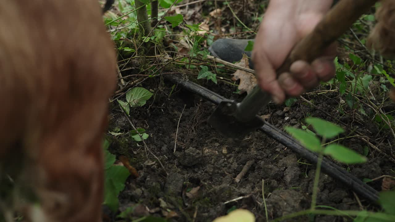 Man uses shovel to dig forest ground for truffles while dogs eagerly explore surrounding area