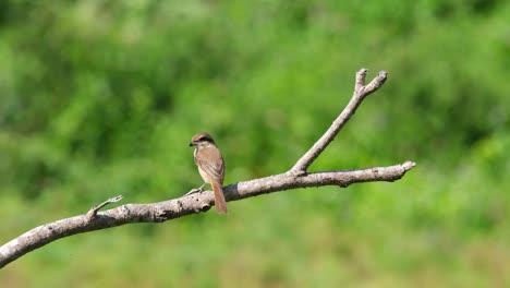 actuación en "the shrike" marrón, lanius cristatus visto desde su espalda mientras está posado en una rama desnuda mientras mira su parte trasera, phrachuap khiri khan, tailandia