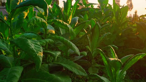 nahaufnahme der tabakpflanze auf der tabakplantage mit der sonne scheint auf den tabakblättern