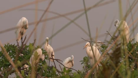 seven great egrets rest on a tree in evening light and clean their plumage, medium shot with some reed in foreground