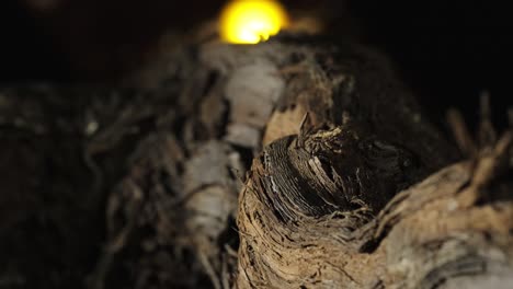 tracking in shot along grapevine bark surface, selective focus against black background