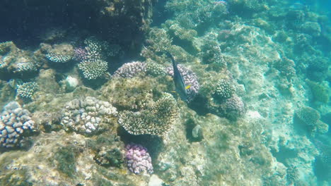 El-Rico-Mundo-Bajo-el-agua-Del-Arrecife-De-Coral