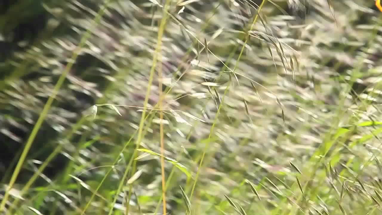 un cierre de cámara lenta de pastos que soplan en el viento