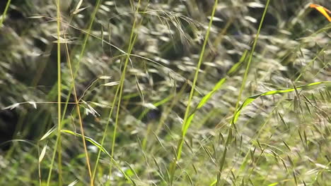 Eine-Zeitlupe,-Nahaufnahme-Von-Gräsern,-Die-Im-Wind-Wehen