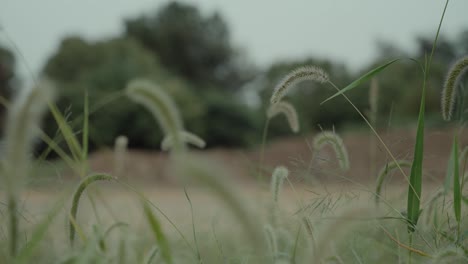 Westliches-Gras-Im-Wind