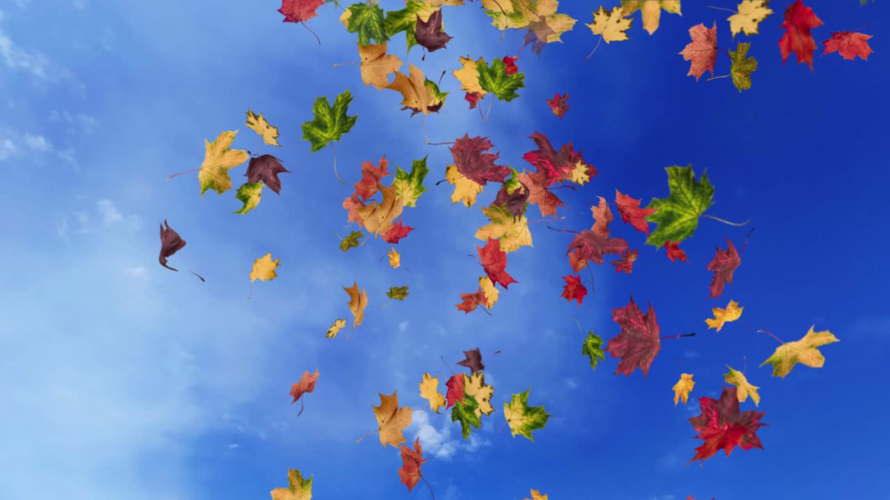 떨어지는 잎의 애니메이션 루프 가을