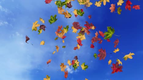 animación de las hojas que caen bucle otoño