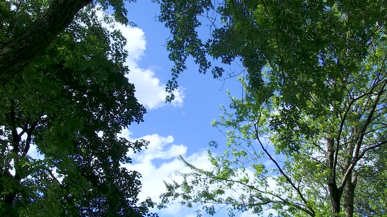 바람이 불면 무성한 푸른 나무 사이로 보이는 구름과 맑은 푸른 하늘