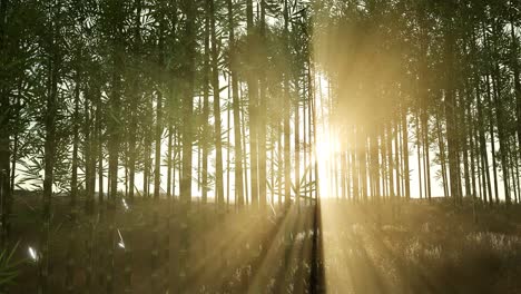 green bamboo forest in hills